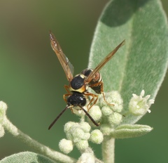 Megapterocheilus