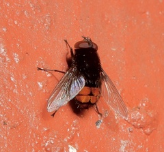 Bactromyiella