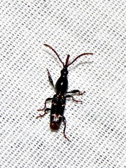 Orfilaia vulsellata