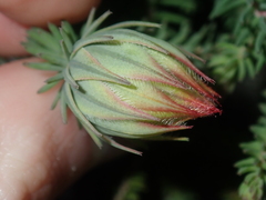 Darwinia neildiana