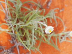 Polycalymma stuartii