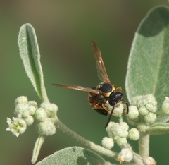 Megapterocheilus