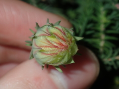 Darwinia neildiana
