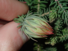 Darwinia neildiana
