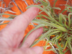 Polycalymma stuartii