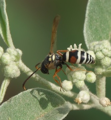 Megapterocheilus