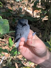 Thamnomanes ardesiacus