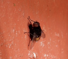 Bactromyiella