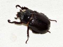 Cyphonistes vallatus