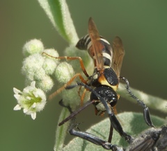 Megapterocheilus