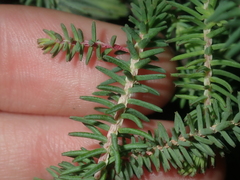 Darwinia neildiana