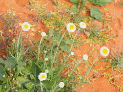 Polycalymma stuartii