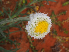 Polycalymma stuartii