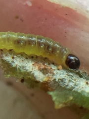 Philocryptica polypodii