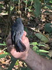 Thamnomanes ardesiacus