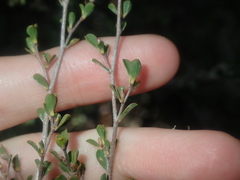 Leptospermum oligandrum