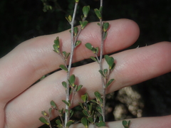 Leptospermum oligandrum