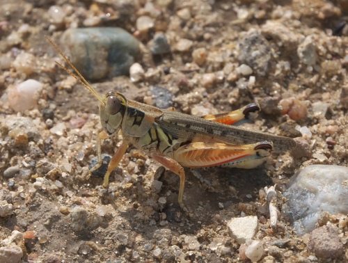Arizona Spur-Throat Grasshopper