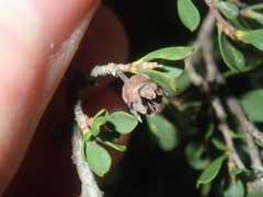 Leptospermum oligandrum