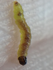 Philocryptica polypodii