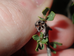 Leptospermum oligandrum