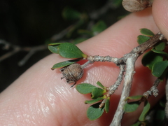Leptospermum oligandrum