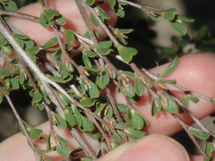 Leptospermum oligandrum