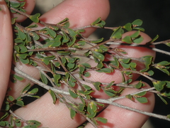 Leptospermum oligandrum