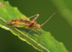Phytocoris tibialis