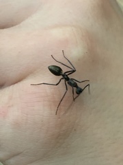 Dolichoderus rugosus