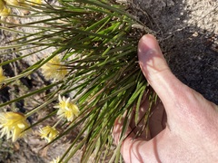 Conostylis seminuda