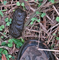 Tragelaphus sylvaticus sylvaticus