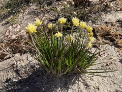 Conostylis seminuda