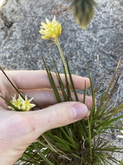 Conostylis seminuda