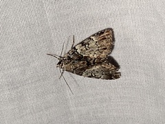 Allotria