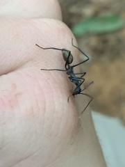 Dolichoderus rugosus