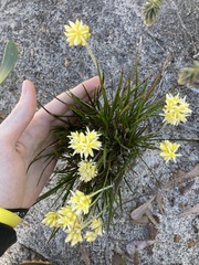 Conostylis seminuda