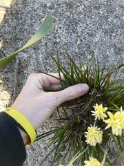 Conostylis seminuda
