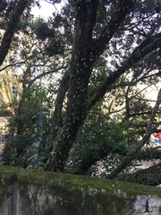 Philocryptica polypodii