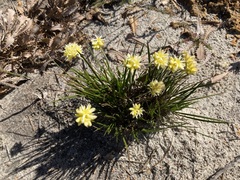 Conostylis seminuda