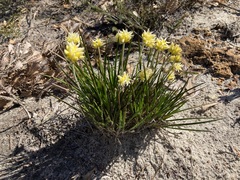 Conostylis seminuda