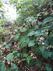 Begonia rubella