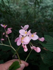 Begonia rubella