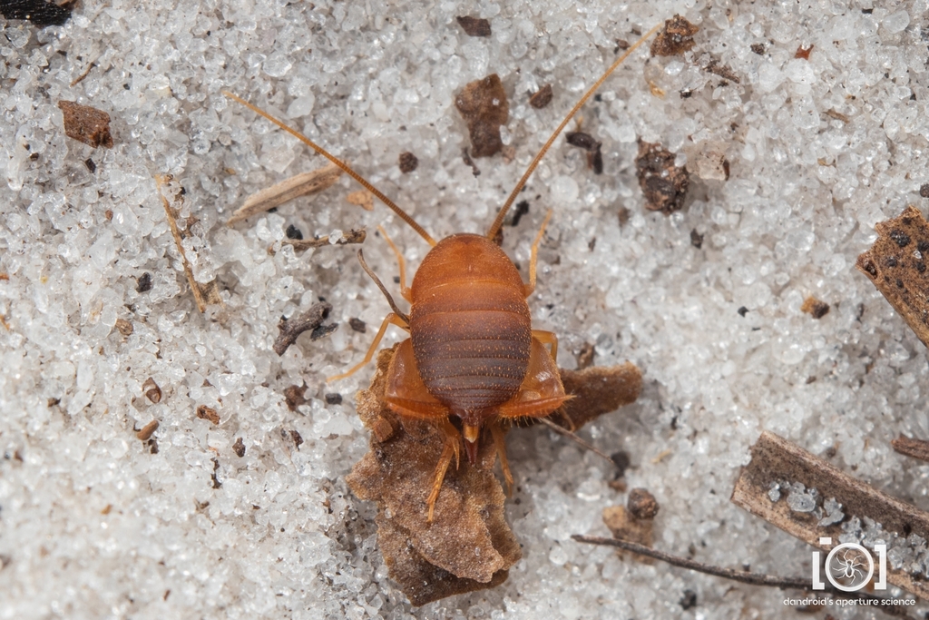 eastern ant cricket