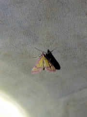 Choristostigma roseopennalis