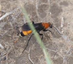 Psorthaspis sanguinea