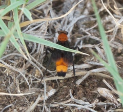 Psorthaspis sanguinea