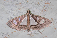 Glyphodes bicolor