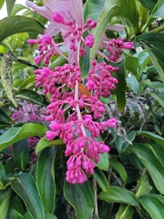 Medinilla magnifica