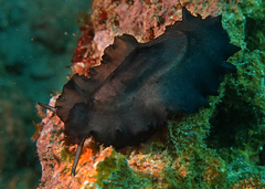 Scutus